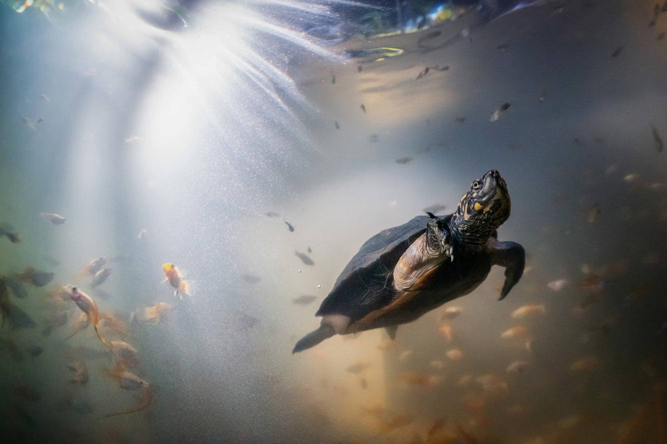 Фотография индийской черной черепахи