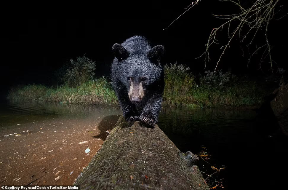 Любопытный черный медвежонок