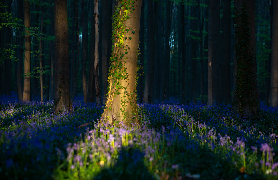 Belgium Bluebell Forest