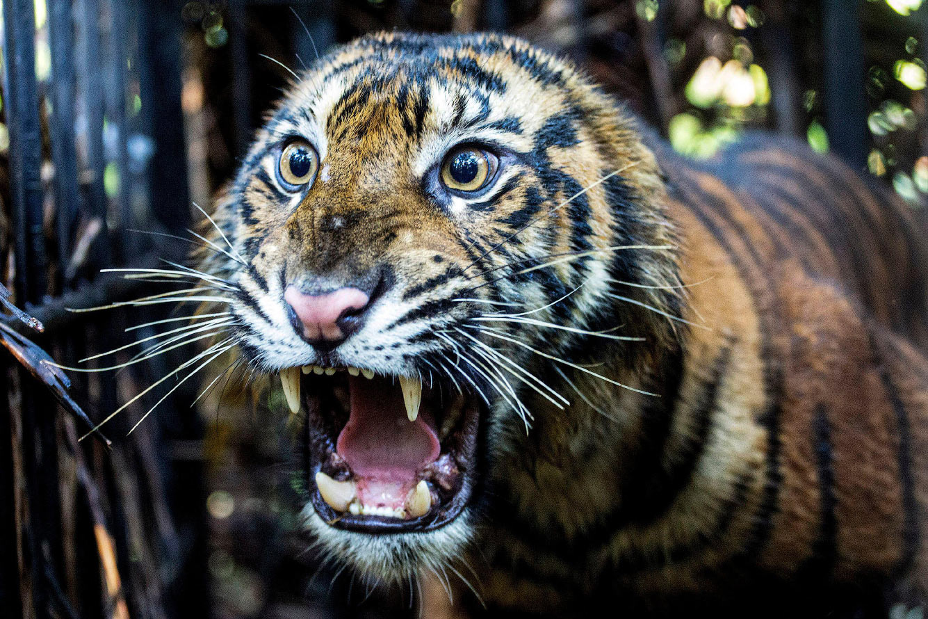 3-летняя самка дикого суматранского тигра