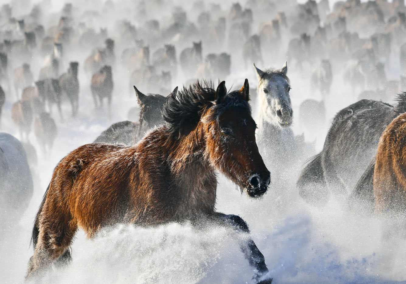 Лошади на северо-западе Китая