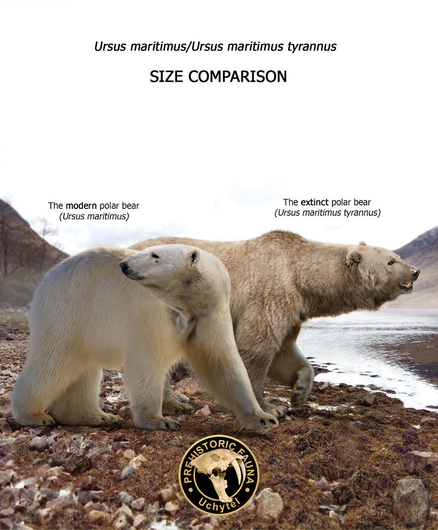 Белый медведь и гигантский белый медведь (ursus maritimus tyrannus)