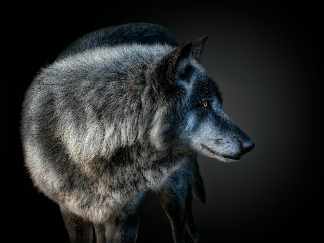 Евразийский волк
