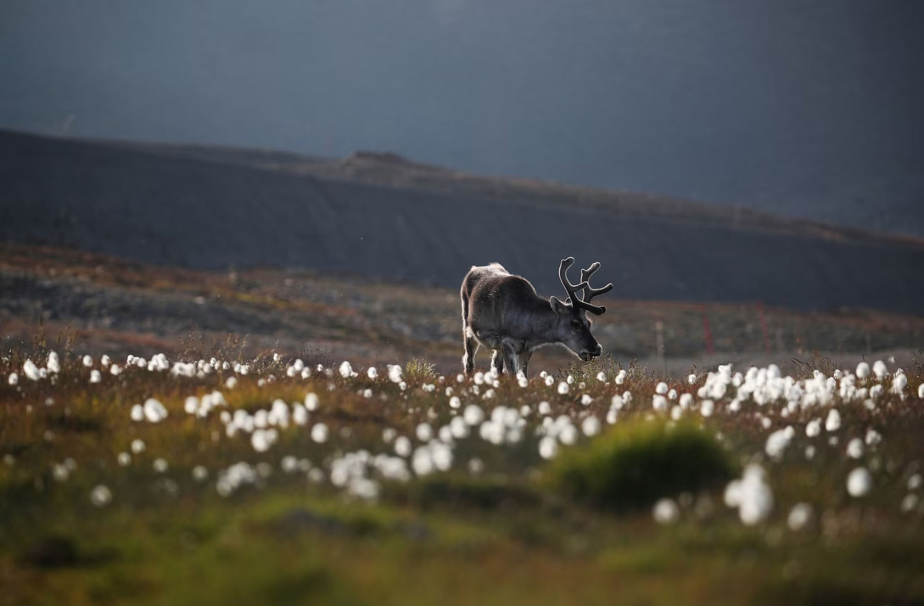 Северный олень пасется на земле в Лонгйире
