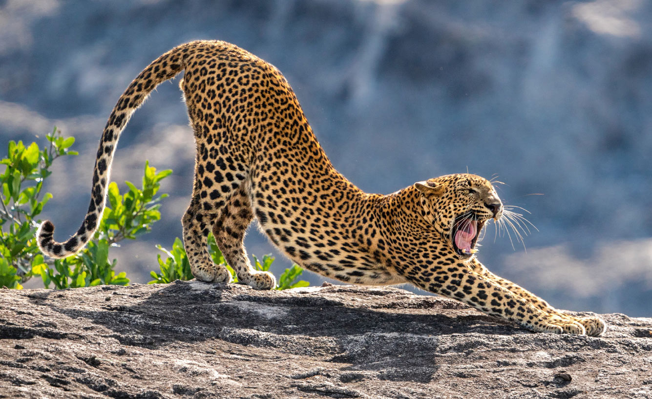 Леопард после обеденной дрёмы.