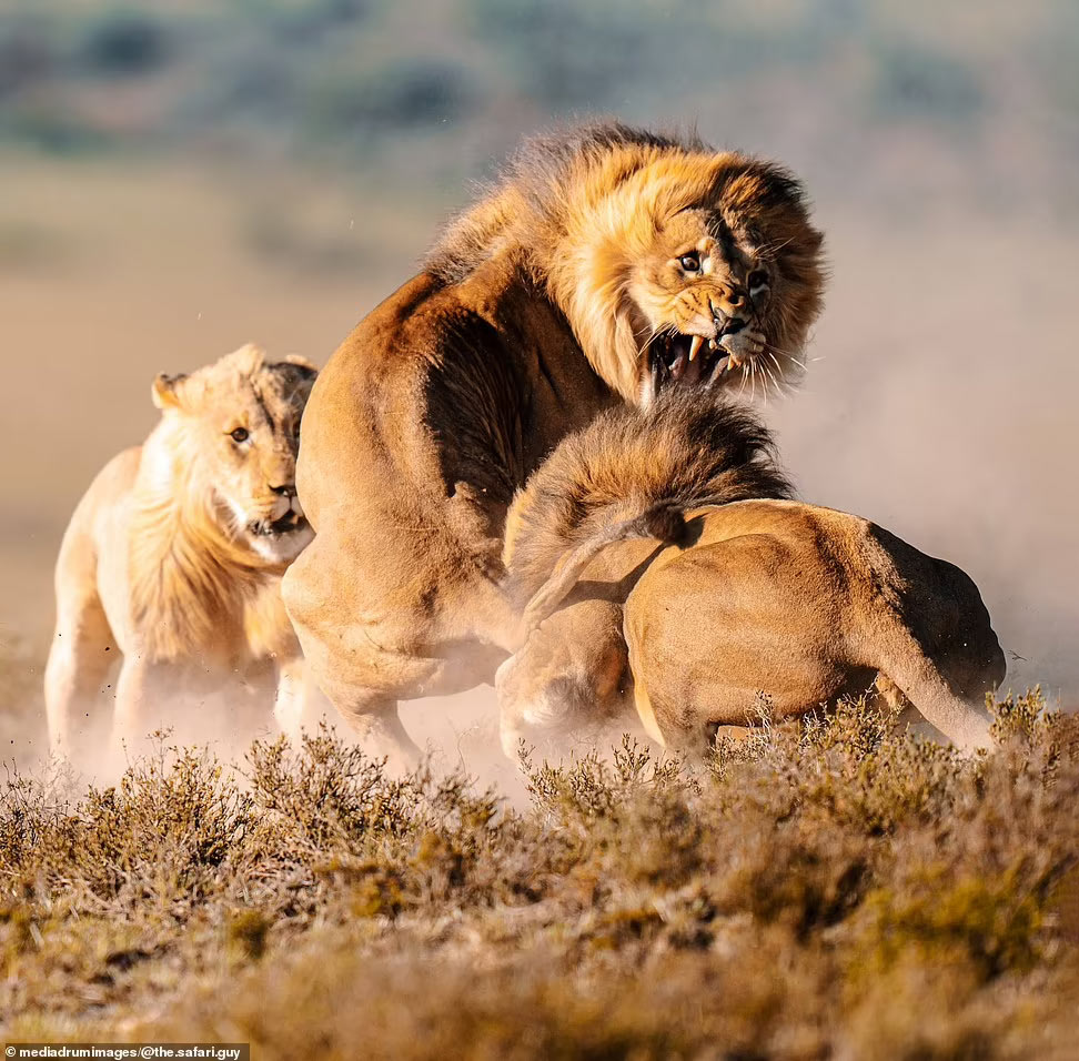 Animals Fighting Over Territory