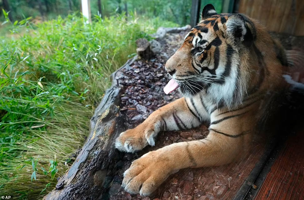 Суматранский тигр Асим