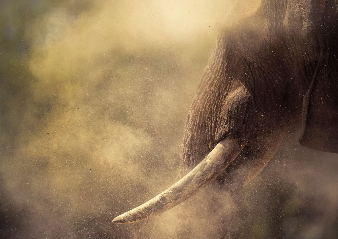 Великан в пыли в дикой Намибии