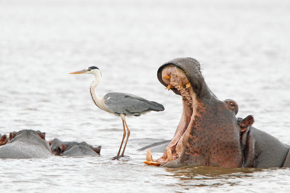 ?Comedy Wildlife Photography Awards 2022