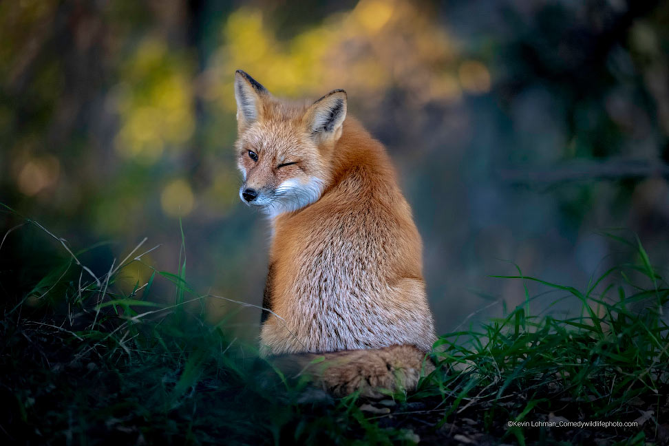 American Red Fox Winking