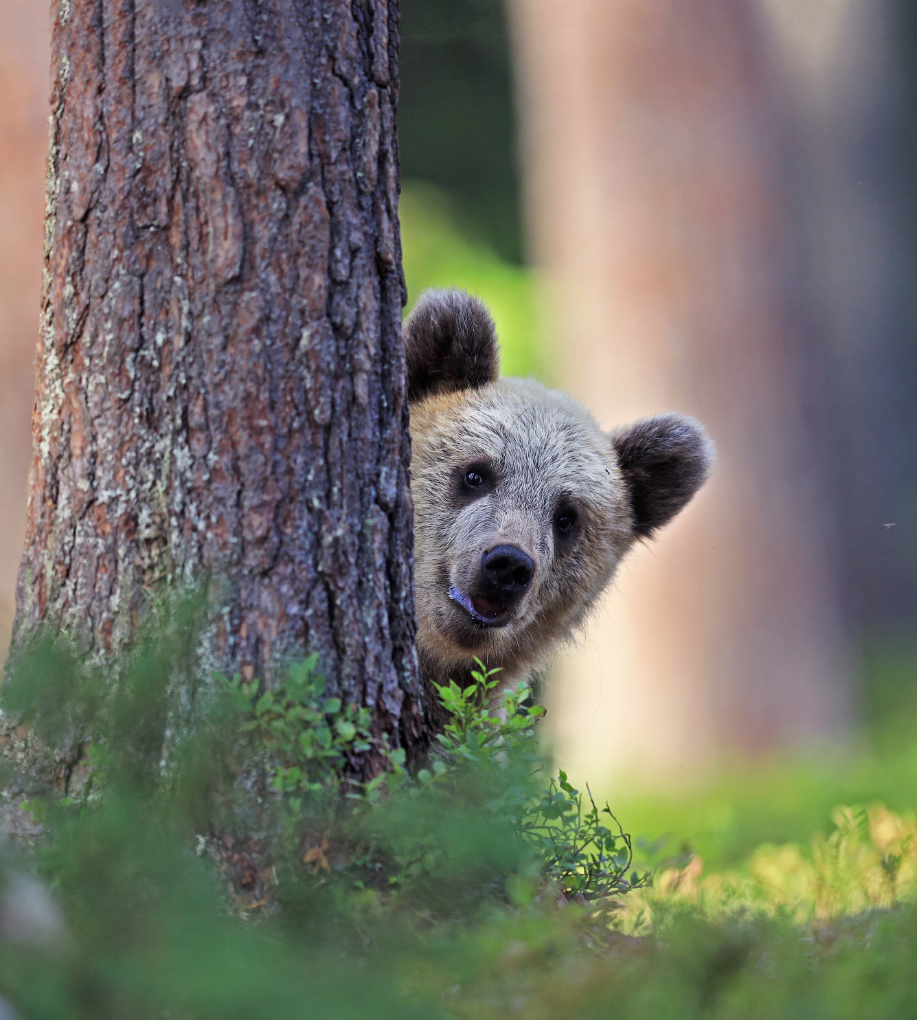 Бурый медведь в Мартинселконене, Финляндия.