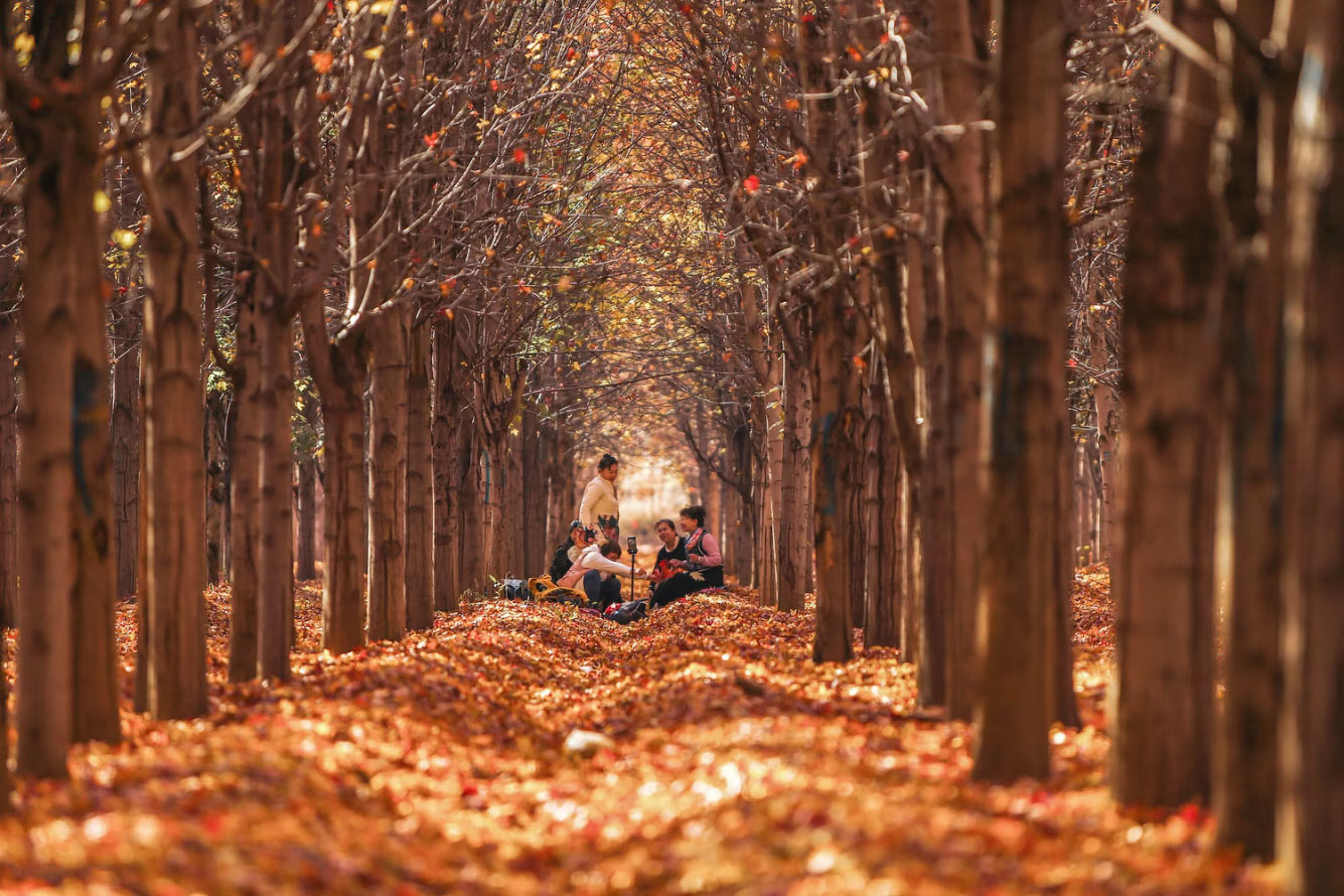 Осенние деревья в Шэньяне