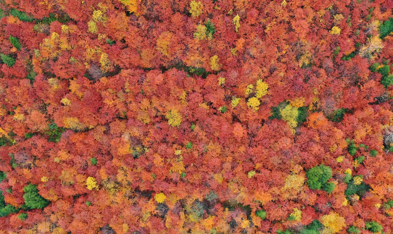 Осенние деревья в заповедниках в Гюмюшхане, Турция