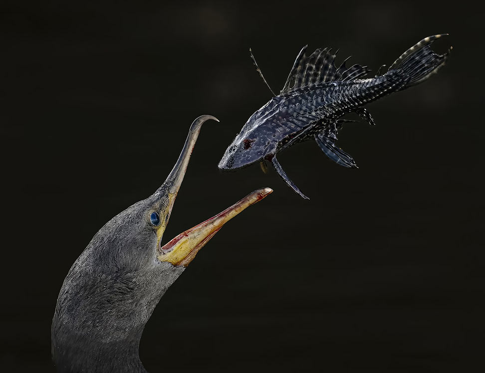 Audubon Photography Awards 2024.  ?