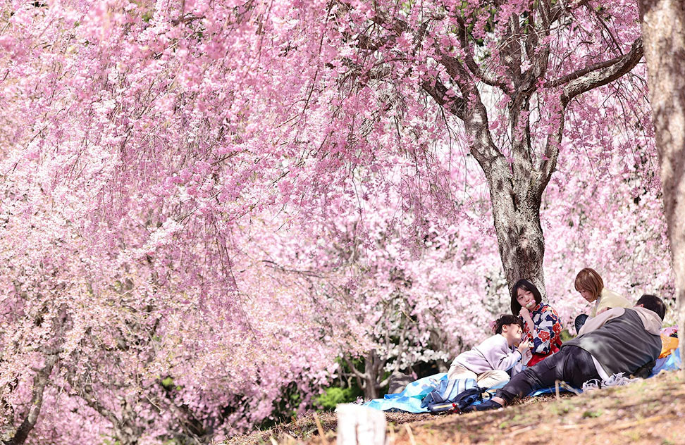 Weeping-cherry-blossoms-in-Nara-Japan-Travel Weeping-cherry-blossoms-in-Nara-Japan-Travel