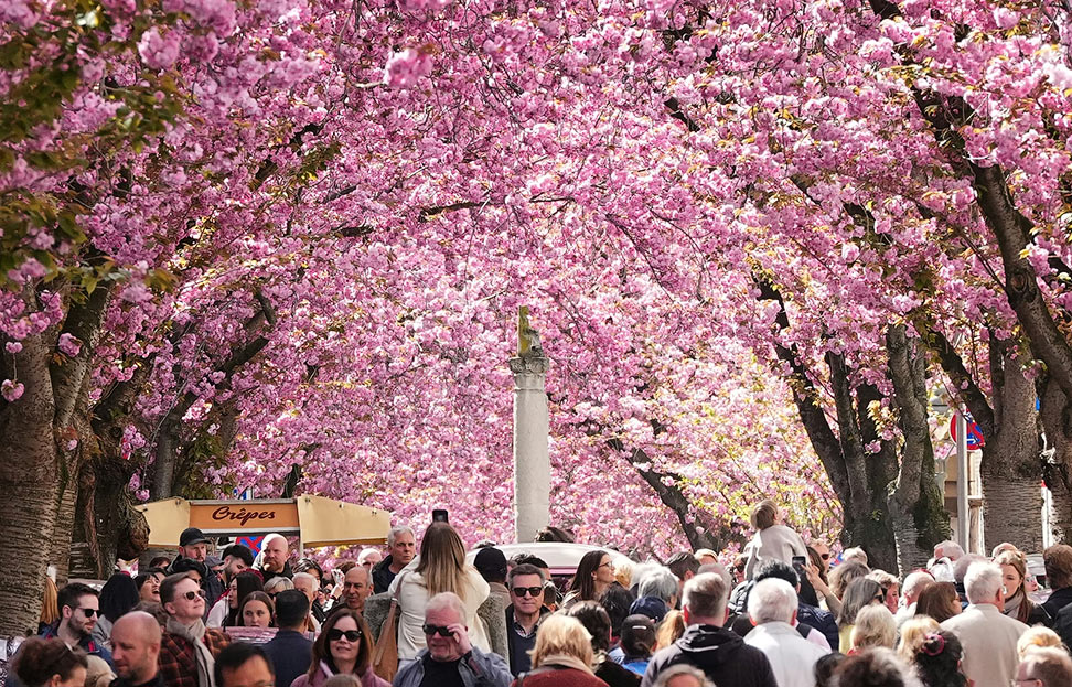 Germany Cherry Blossoms Germany Cherry Blossoms