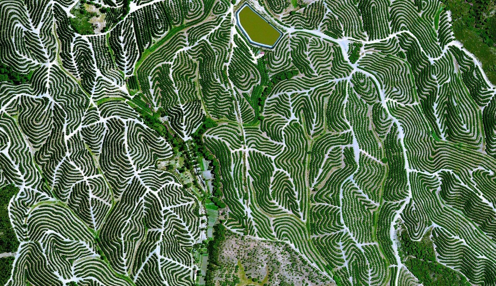 Фруктовые деревья в провинции Уэльва, Испания