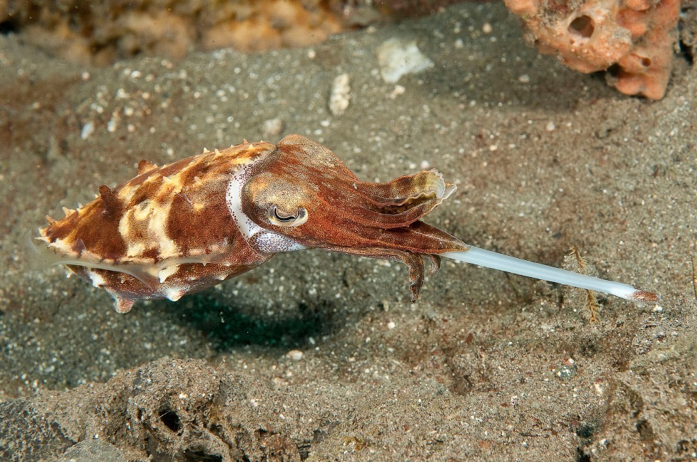Рыба-каракатица