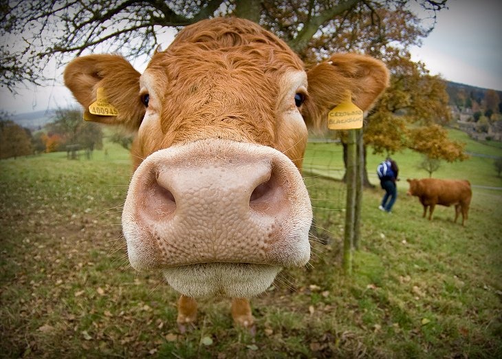 Эти забавные животные: коровы