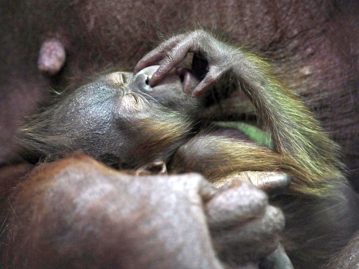 Новорожденный орангутанг и ее мать в зоопарке в Дуйсбурге, Германия