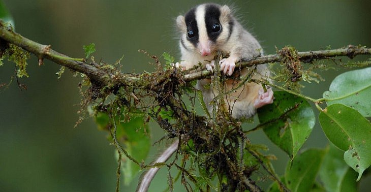Сотни новых видов обнаружены в Папуа-Новой Гвинее