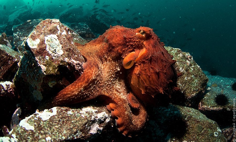 Гигантский тихоокеанский осьминог Дофлейна