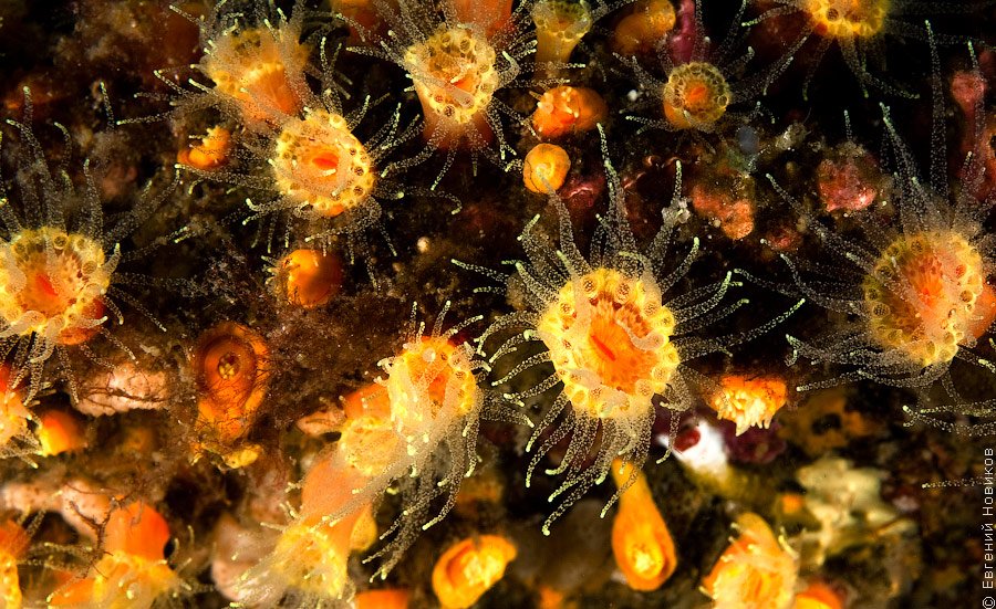 Редкие коралловые полипы из отряда Scleractinia