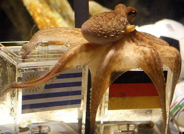 Умер знаменитый осьминог-предсказатель Пауль из Германии