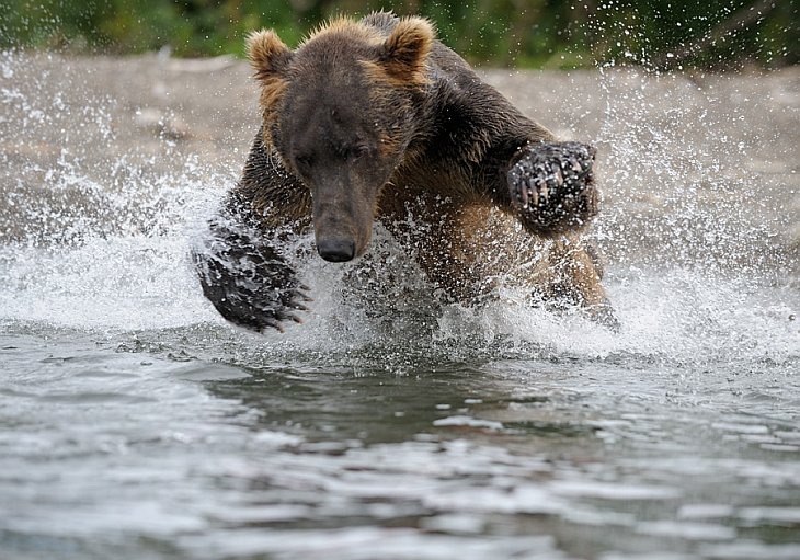 Bear jumping after a fish/n South Kamchatka Sanctuary<><>South Kamchatka Sanctuary; bear; salmon; spawning; Kuril Lake; sockeye; Kamchatka