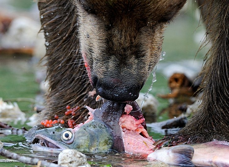 Bear supper/n South Kamchatka Sanctuary<><>South Kamchatka Sanctuary; sockeye; Kamchatka; bear; Kuril Lake; salmon; spawning; roe