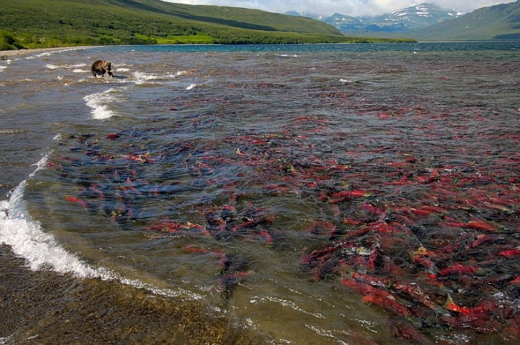 Sockeye salmon and bear Скопление нерки в Курильском озере