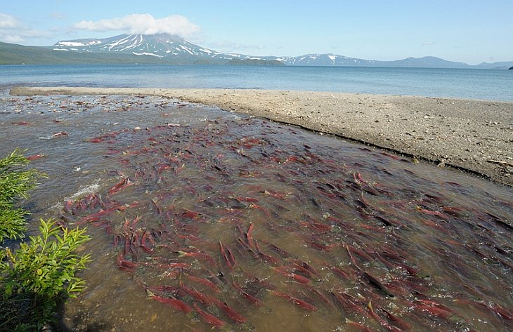 Sockeye enters the Severnaya River on Kuril Lake to spawn/n South Kamchatka Sanctuary<><>South Kamchatka Sanctuary; Kuril Lake; Kamchatka; sockeye; salmon; spawn